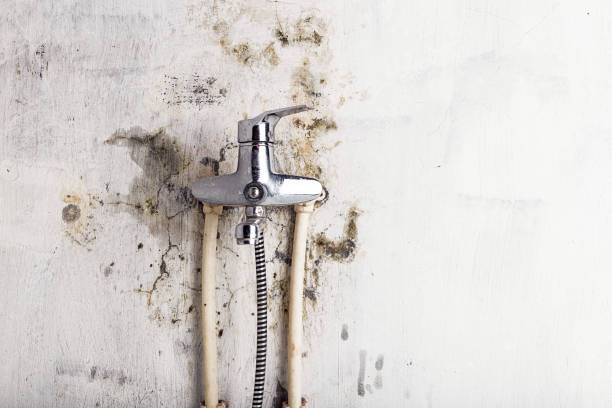 Best DIY Mold Remediation Support Services in South Apopka, FL