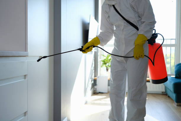 Best Basement Mold Remediation in South Apopka, FL